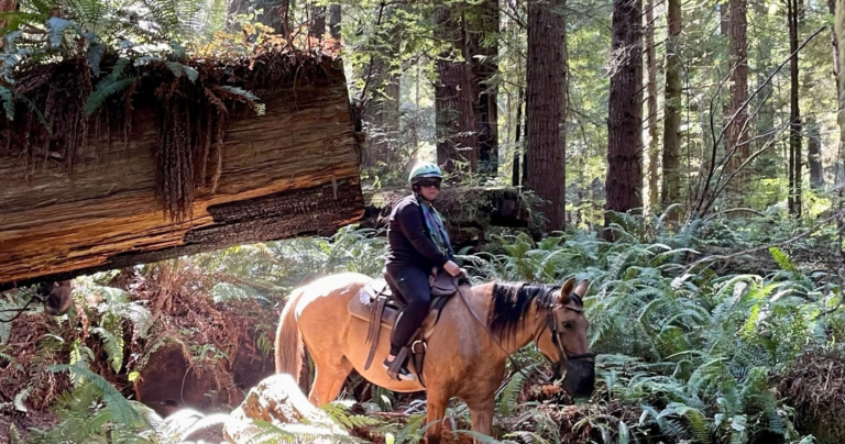 crescenttrailrides_horseback-rider-redwood-forest Crescenttrailrides Horseback Rider Redwood Forest