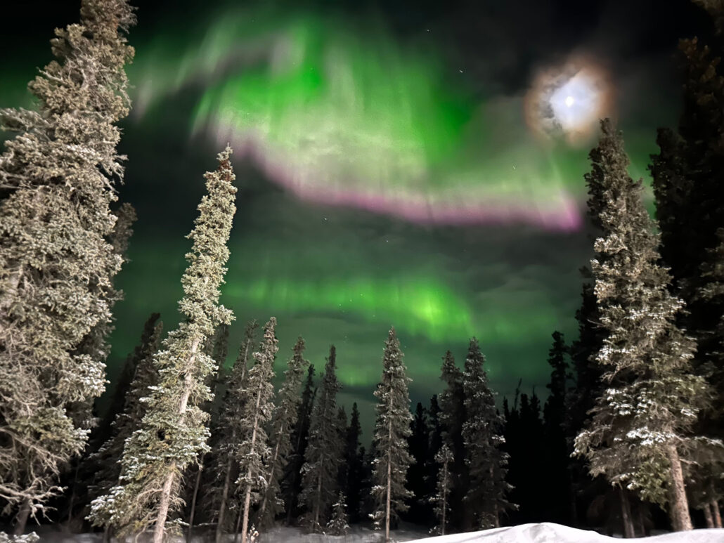 denalifattrucktours_northern-lights-pine-trees-snow