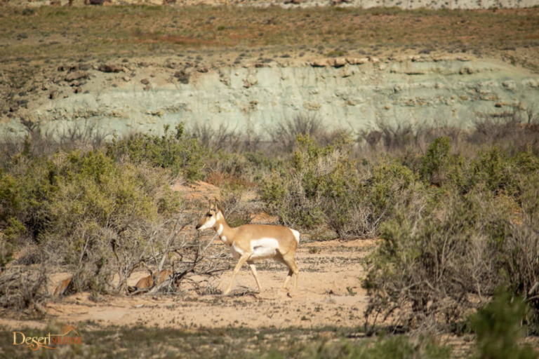 3 Day Arches, Canyonlands & Goblin Valley Tour — Arches; Canyonlands Desertsolitude Pronghorn Walking Desert Shrubland
