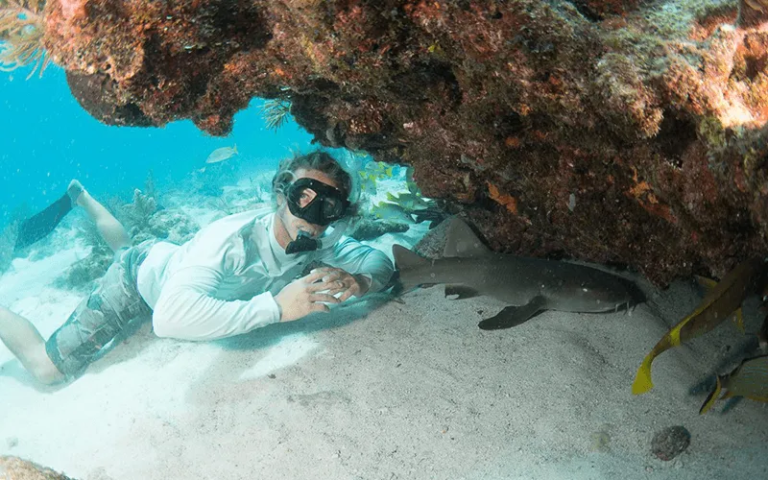 Diveyoung Snorkeler Coral Reef Shark