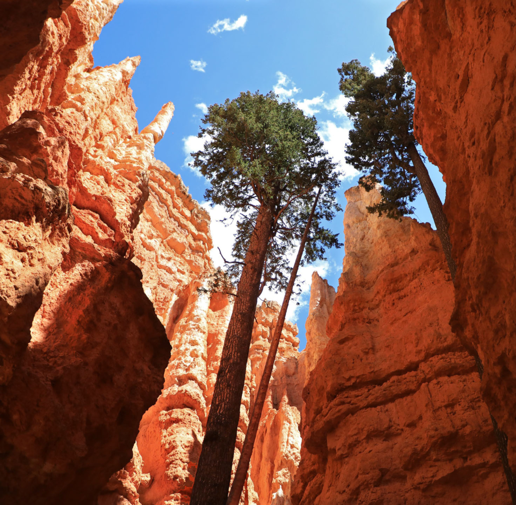 eastzionadventures_bryce-canyon-trees-red-rocks Eastzionadventures Bryce Canyon Trees Red Rocks