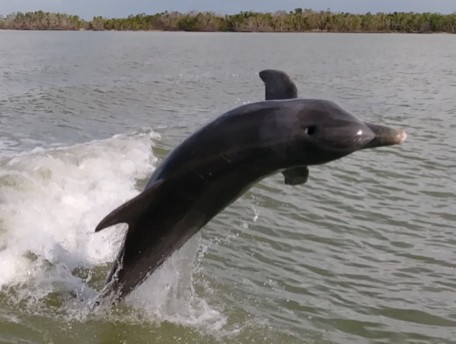 a, dolphin, leaps, from, the, water Everglades Boattours A Dolphin Leaps From The