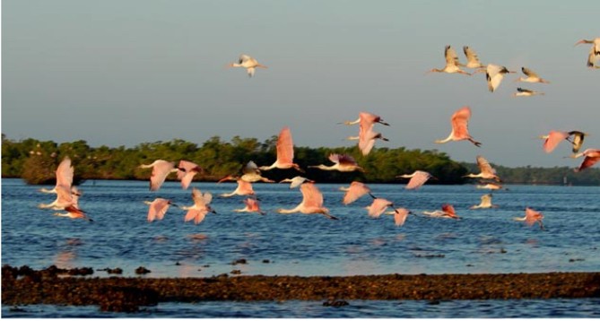 a, flock, of, roseate, spoonbills, takes, flight, over, the, water Everglades Boattours A Flock Of Roseate Spoonbills