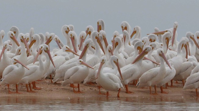 a, gathering, of, white, pelicans, on, the, shore Everglades Boattours A Gathering Of White Pelicans
