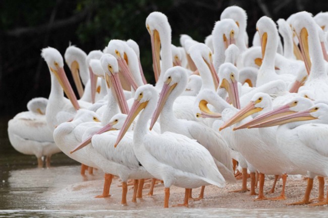 a, group, of, pelicans, gathered, on, sandy, shore Everglades Boattours A Group Of Pelicans Gathered