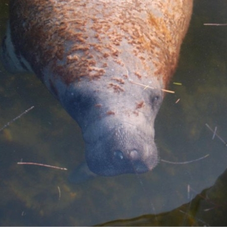 Everglades Boattours A Manatee Swimming Close To
