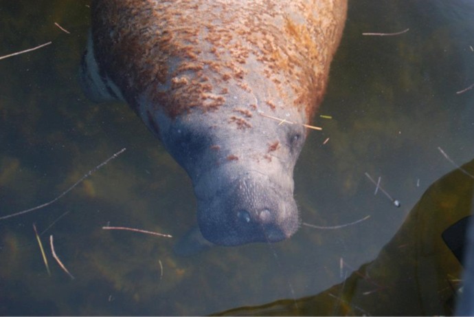 a, manatee, swimming, close, to, the, surface Everglades Boattours A Manatee Swimming Close To