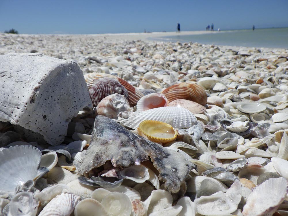 a, of, seashells, along, the, beach Everglades Boattours A Of Seashells Along The