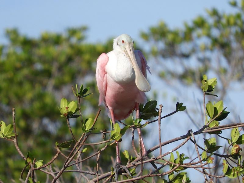 a, roseate, spoonbill, perched, on, branch Everglades Boattours A Roseate Spoonbill Perched On