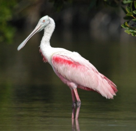 Everglades Boattours A Roseate Spoonbill Standing Gracefully
