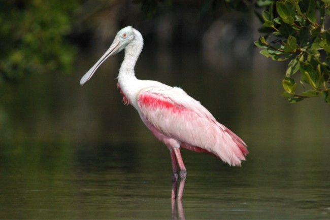 a, roseate, spoonbill, standing, gracefully, at, the, edge Everglades Boattours A Roseate Spoonbill Standing Gracefully