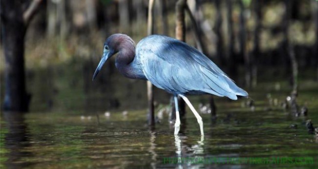 a, solitary, heron, wading, in, shallow, water Everglades Boattours A Solitary Heron Wading In