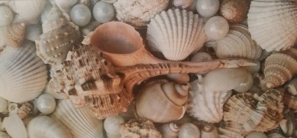 a, variety, of, seashells, and, pearls Everglades Boattours A Variety Of Seashells And