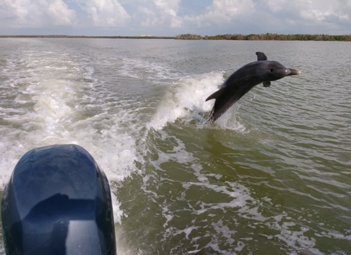 everglades-boattours-dolphin-jumping-behind-boat Everglades Boattours Dolphin Jumping Behind Boat
