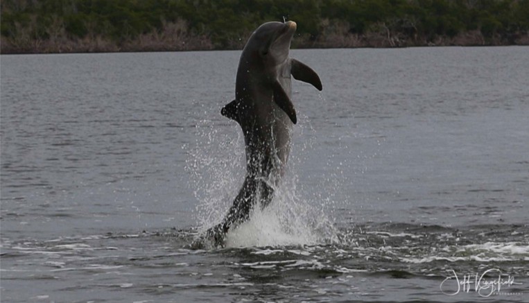 dolphin, leaping, out, of, the, water Everglades Boattours Dolphin Leaping Out Of The