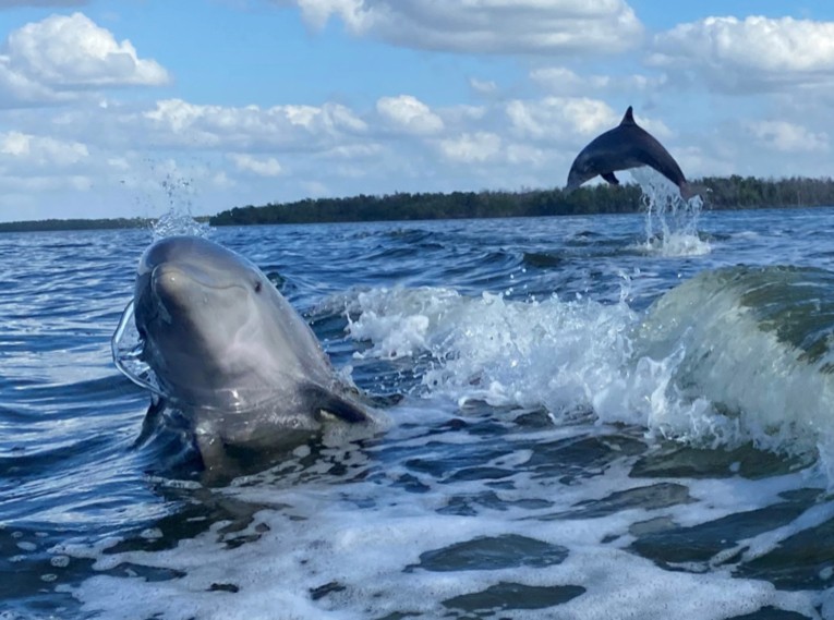 dolphin, surfacing, in, calm, waters Everglades Boattours Dolphin Surfacing In Calm Waters