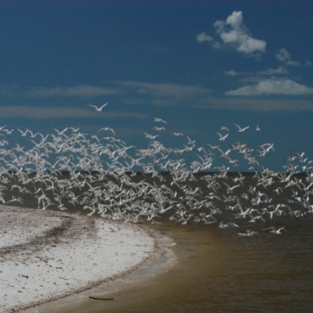 Everglades Boattours Flock Of Seagulls Flying Over