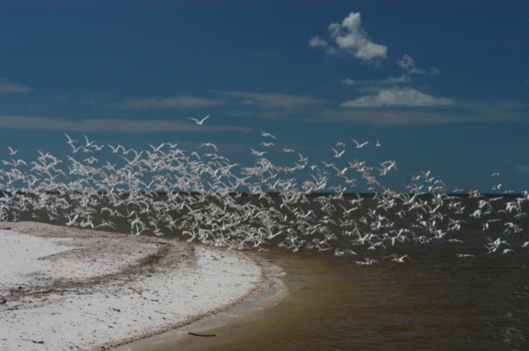 flock, of, seagulls, flying, over, the, shoreline Everglades Boattours Flock Of Seagulls Flying Over