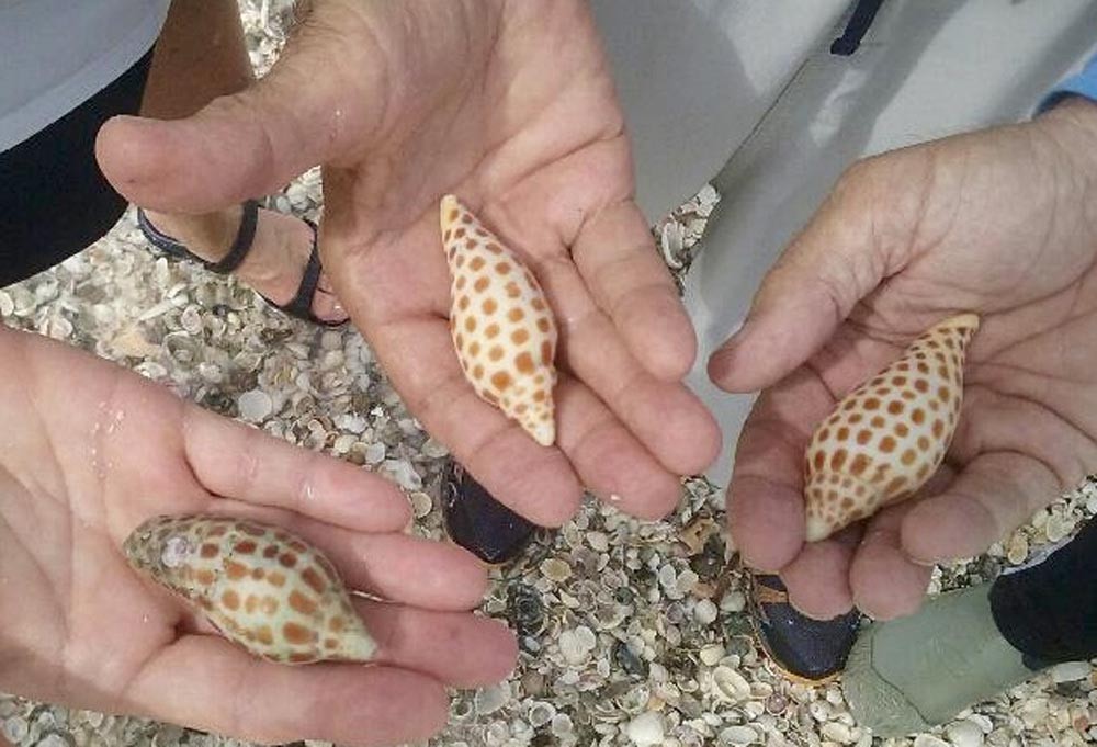 hands, holding, beautiful, seashells Everglades Boattours Hands Holding Beautiful Seashells