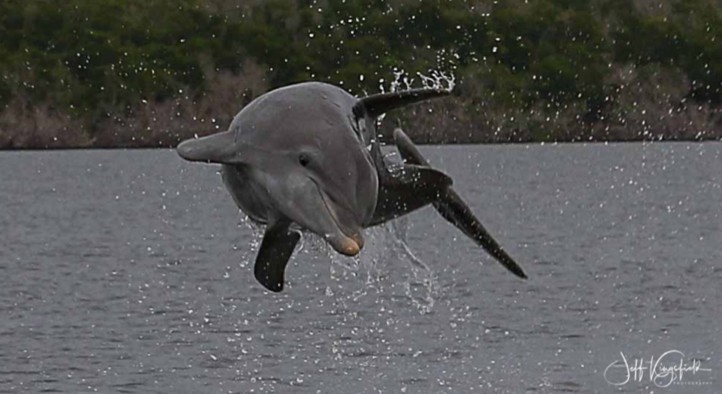 everglades-boattours-jumping-dolphin Everglades Boattours Jumping Dolphin