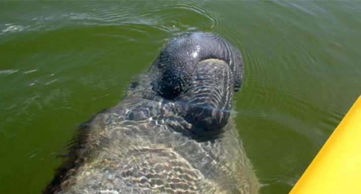 everglades-boattours-manatee-by-the-boat Everglades Boattours Manatee By The Boat