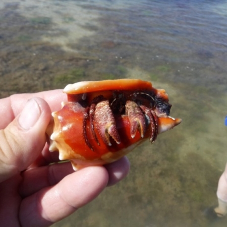 Everglades Boattours Of A Hermit Crab In