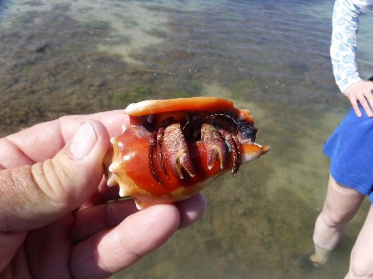 of, a, hermit, crab, in, shell Everglades Boattours Of A Hermit Crab In