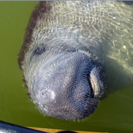 Everglades Boattours Of A Snout