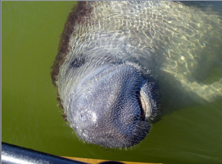 of, a, snout Everglades Boattours Of A Snout