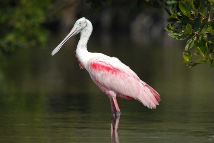 roseate, spoonbill, wading, in, the, water Everglades Boattours Roseate Spoonbill Wading In The