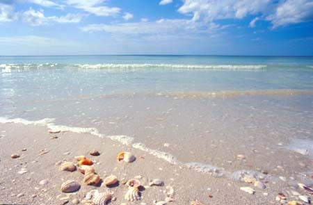 everglades-boattours-shells-on-the-beach Everglades Boattours Shells On The Beach