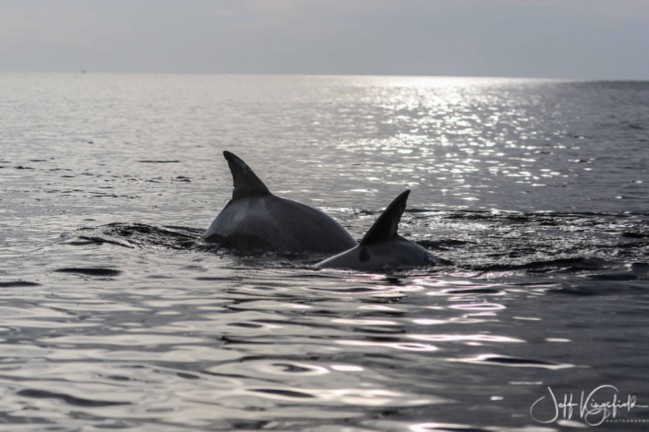 two, dolphins, swim, gracefully, together, in, the, ocean Everglades Boattours Two Dolphins Swim Gracefully Together