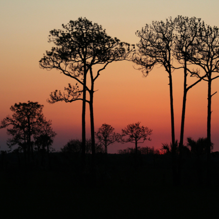 Evergladesadventuretours Silhouetted Trees Sunset Everglades