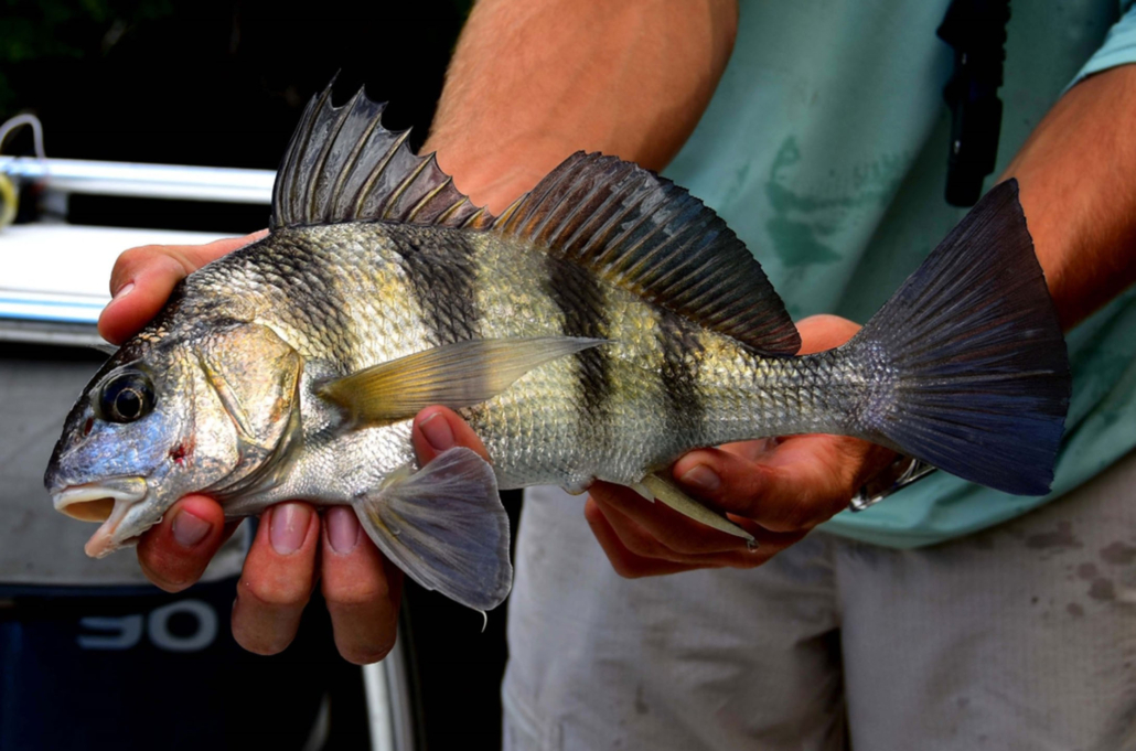 evergladescityfishingcharters_striped-fish-hands-everglades Evergladescityfishingcharters Striped Fish Hands Everglades