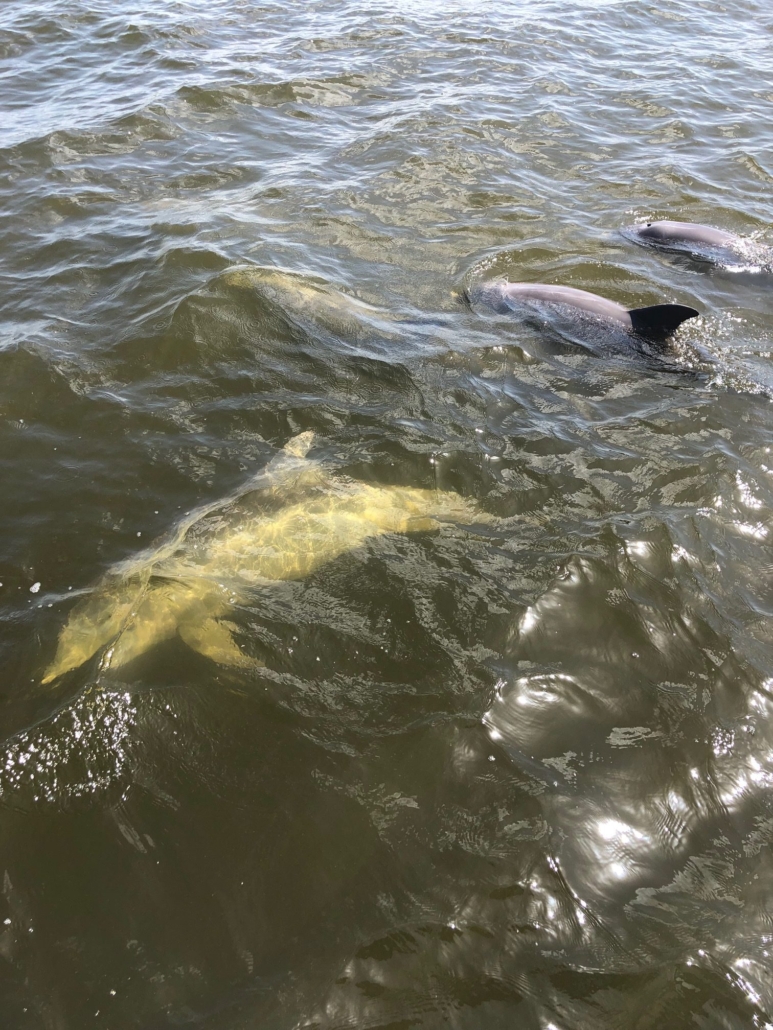 evergladesfloridaadventures_Dolphins-1-rotated-1-1 Evergladesfloridaadventures Dolphins  Rotated