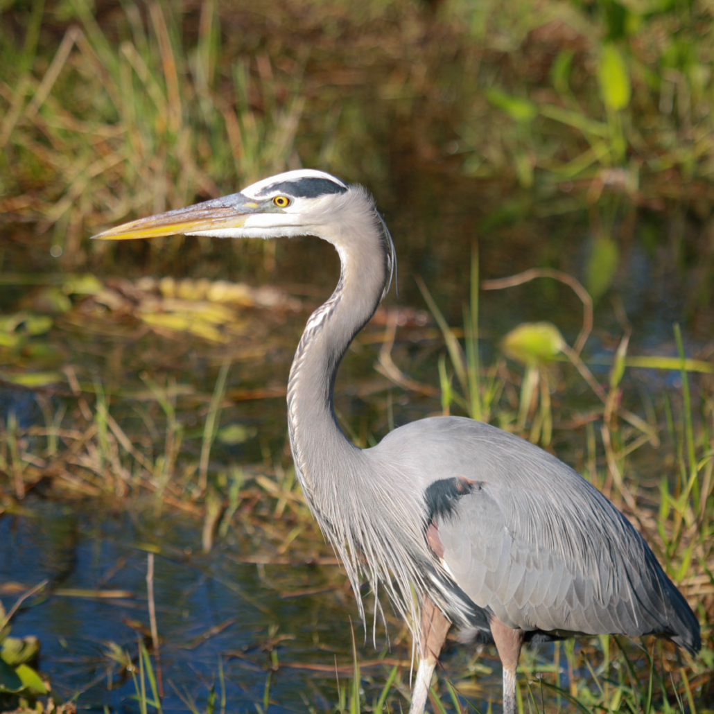 A great blue heron stands in shallow water surrounded by grass. Evergladesnationalparkadventures Great Blue Heron Everglades