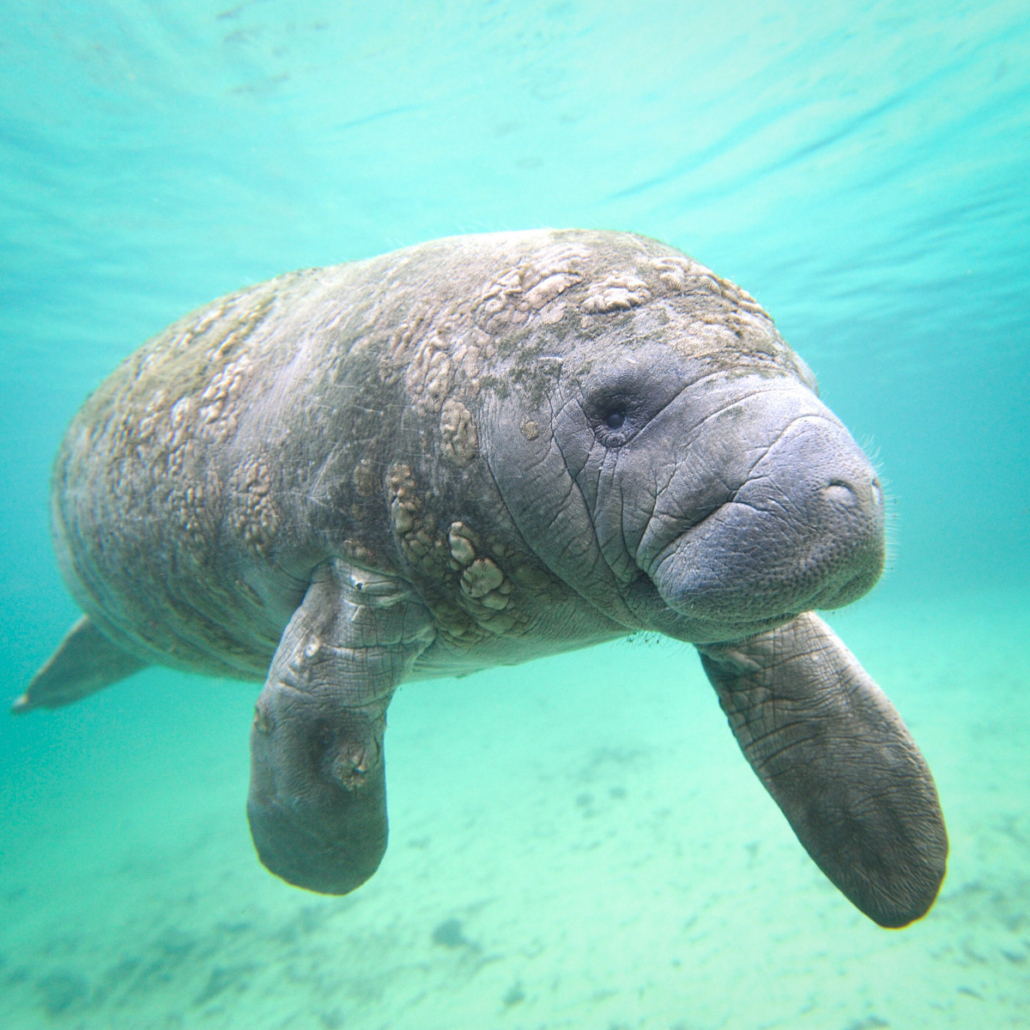 A manatee swims gracefully in clear turquoise water. Evergladesnationalparkadventures Manatee Underwater Clear Water
