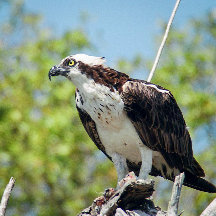 Tour-related image Evergladesnationalparkadventures O Everglades Boat Tour Florida