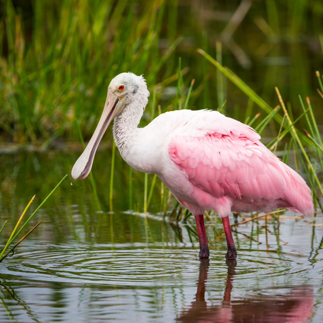 A roseate spoonbill stands in shallow water surrounded by green grasses. Evergladesnationalparkadventures Roseate Spoonbill Wading Water
