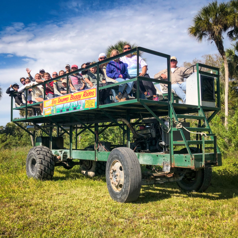 A group of people on a large swamp buggy in a grassy area. Evergladesnationalparkadventures Swamp Buggy Tour Group Everglades