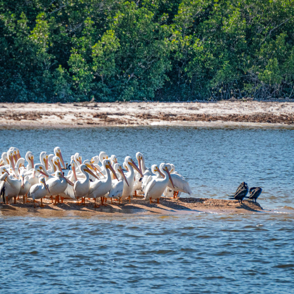 A group of white pelicans stands on a sandbar in the water. Evergladesnationalparkadventures White Pelicans Sandbar Everglades