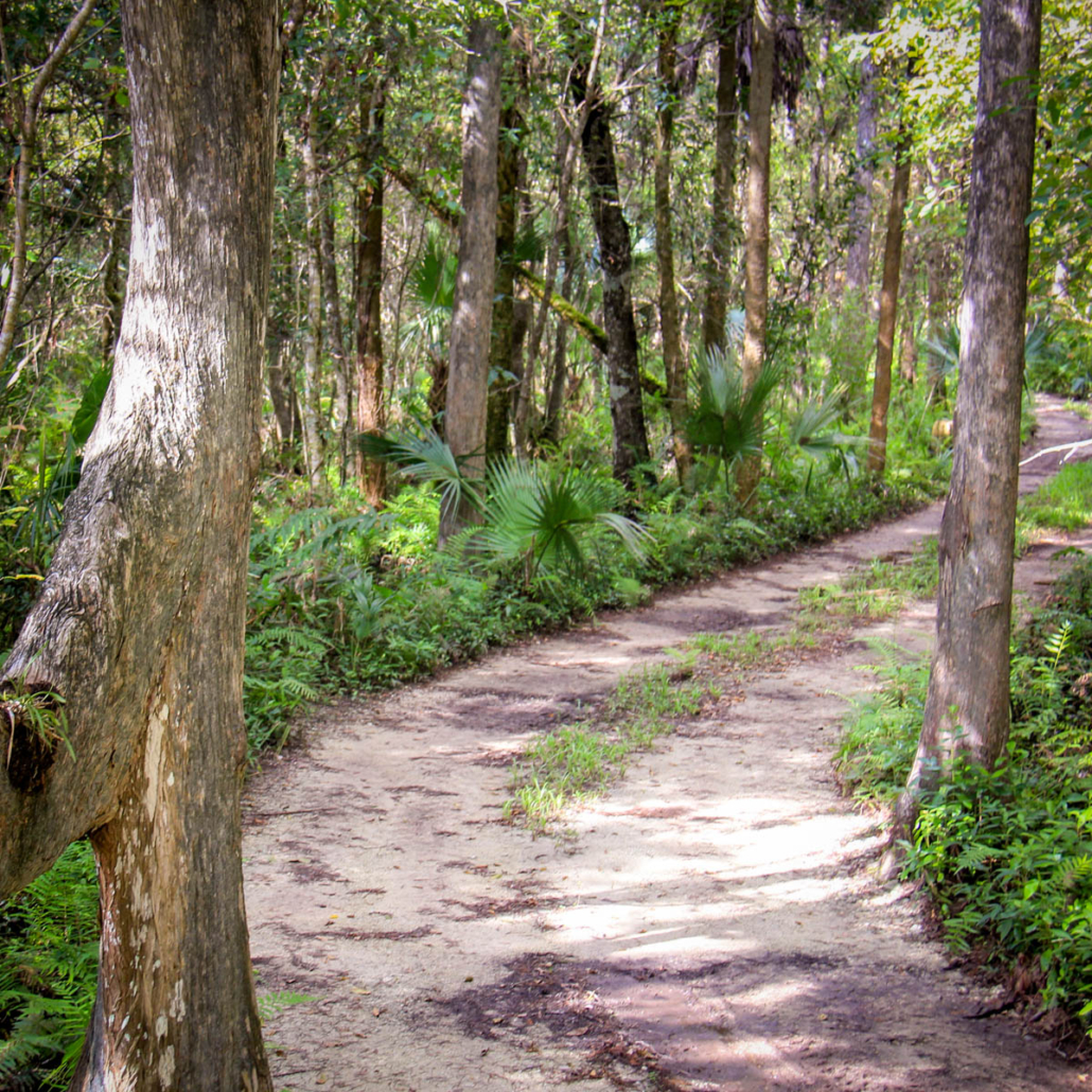 A winding dirt path through a lush, green forest with tall trees. Evergladesnationalparkadventures Winding Path Wooded Area