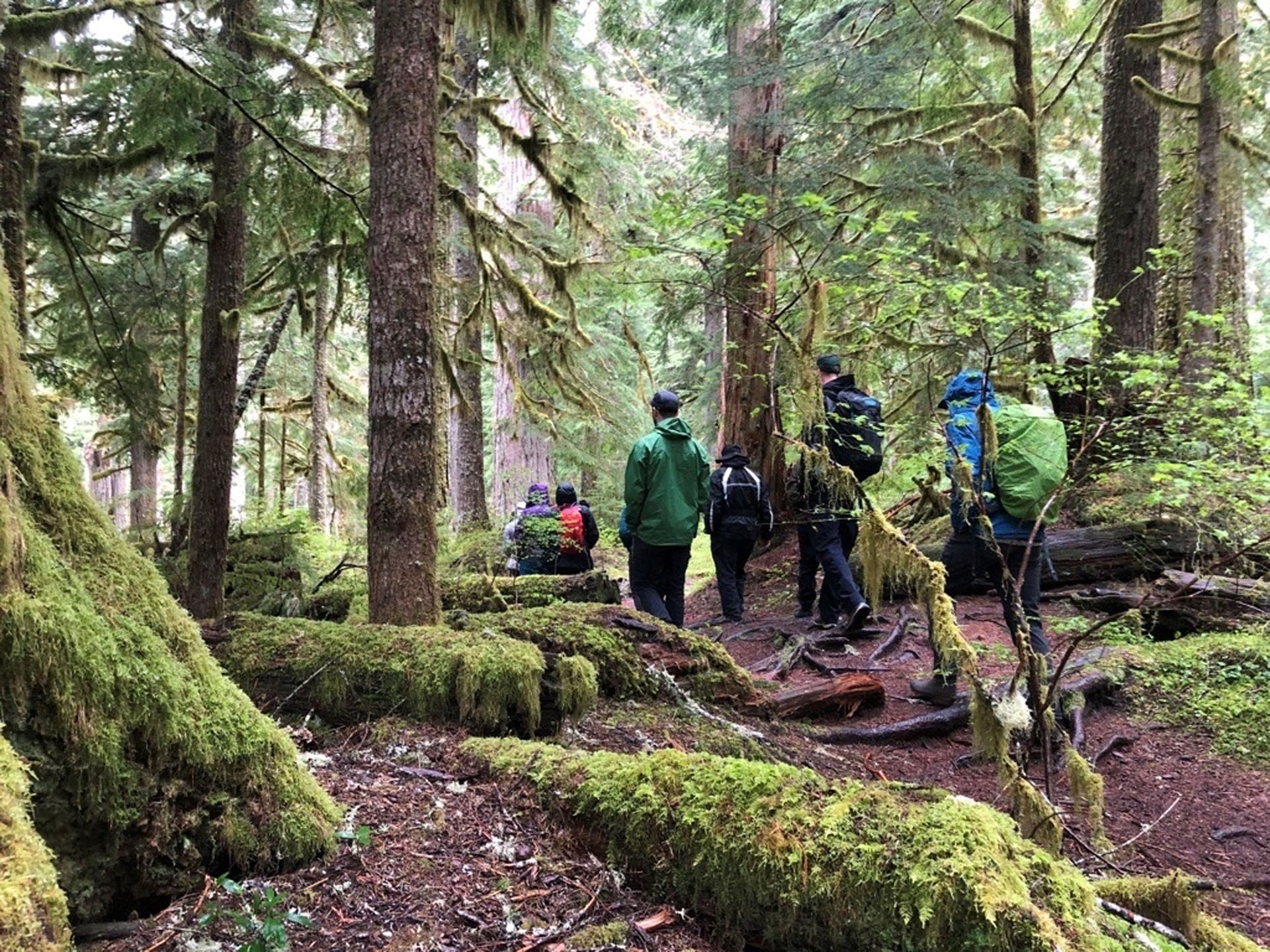 evergreenescapes-seattle_hikers-forest-mossy-ground Evergreenescapes Seattle Hikers Forest Mossy Ground