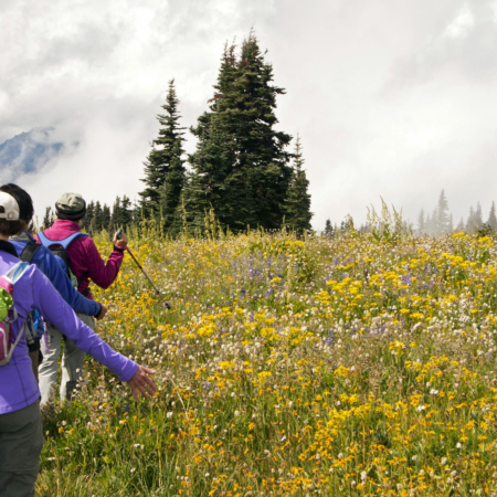 Evergreenescapes Seattle Hikers Walking Flower Filled Meadow