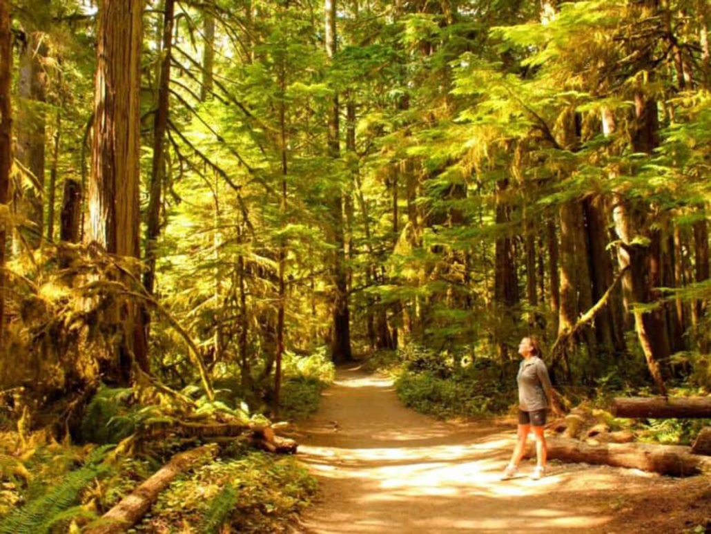 evergreenescapes-seattle_lush-forest-pathway-hiker-mount-rainier Evergreenescapes Seattle Lush Forest Pathway Hiker Mount Rainier