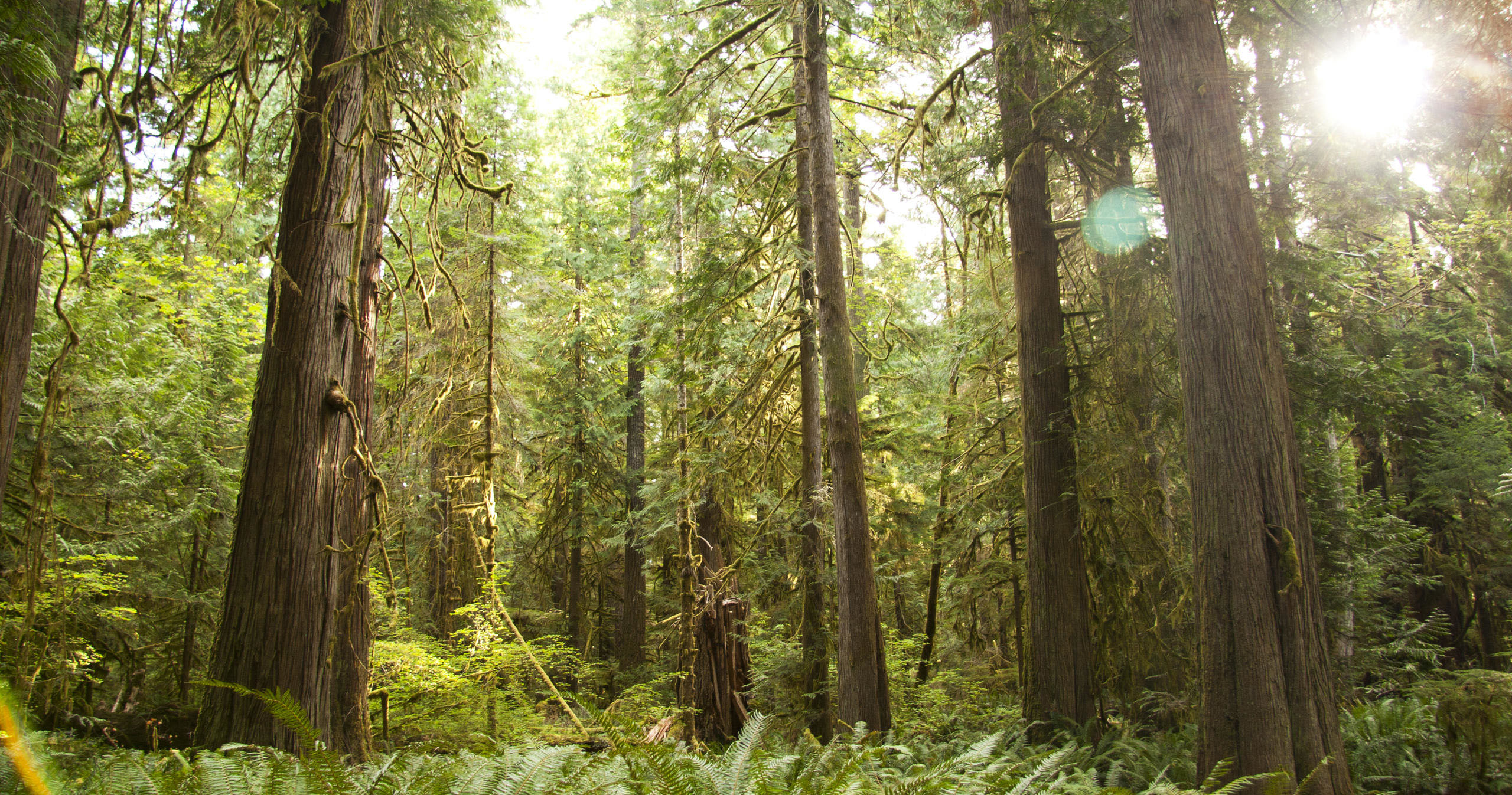 evergreenescapes-seattle_tall-trees-dappled-light-fern-forest Evergreenescapes Seattle Tall Trees Dappled Light Fern Forest