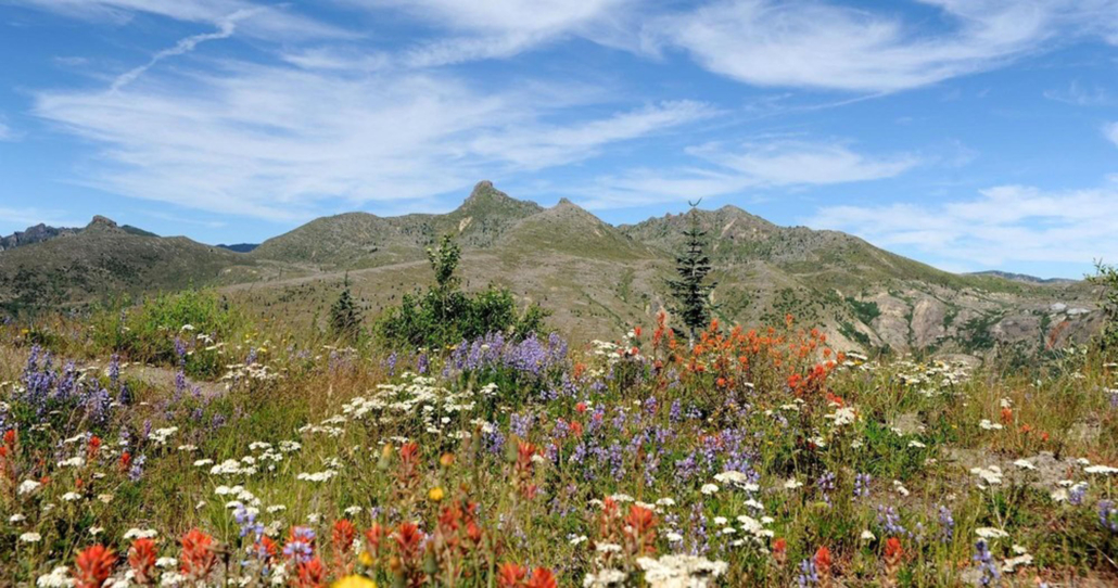 evergreenescapes-seattle_wildflowers-mountains-sky Evergreenescapes Seattle Wildflowers Mountains Sky