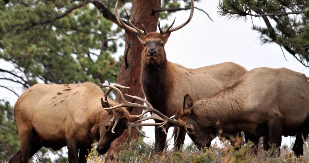 explorerdenvertours-elk-rutting-crossing-racks Explorerdenvertours Elk Rutting Crossing Racks
