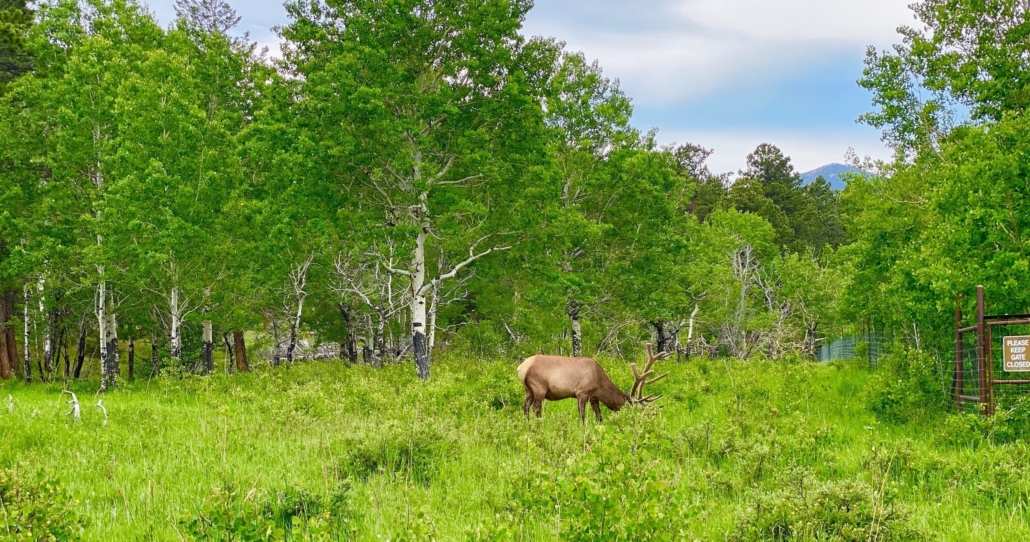wild, elk, grazing, in, the, forest Explorerdenvertours Wild Elk Grazing In The