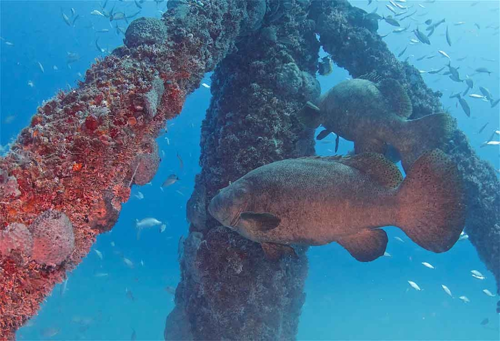 finzdivecenter_coral-reef-pillar-fish Finzdivecenter Coral Reef Pillar Fish